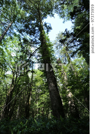 纏繞在高地的一棵大樹的毒藤 97373959