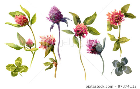 Set of clover isolated on white background. Botanical Illustration in Vintage Style Isolated on White. Set of clover isolated on white background. Botanical Illustration in Vintage Style Isolated on White. 97374112