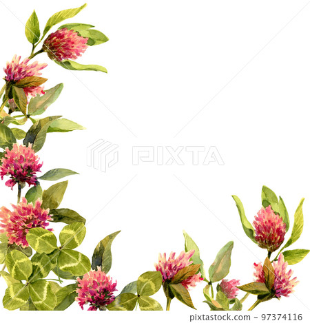 Watercolor illustration with pink flowers and large four leaf clovers isolated on white background. Plant composition with place for text. Square banner for social media posting. Watercolor illustration with pink flowers and large four leaf clovers isolated on white background. Plant composition with place for text. Square banner for social media posting. 97374116