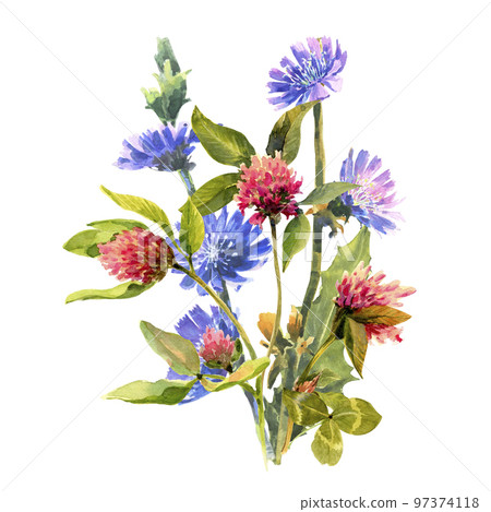 Watercolor drawing bouquet of clover and chicory branch flowers. Watercolor drawing bouquet of clover and chicory branch flowers. 97374118