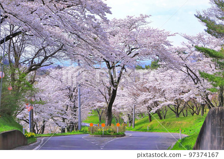 Yoshino cherry tree in full bloom with a refreshing blue sky 97374167