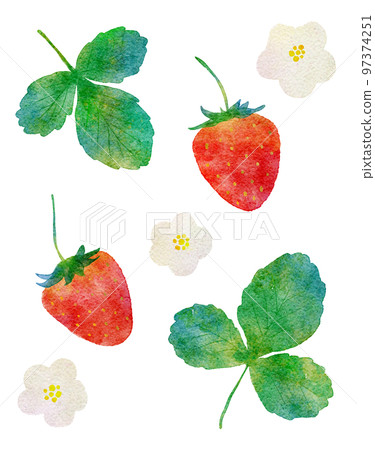 草莓和草莓葉水彩插圖 97374251