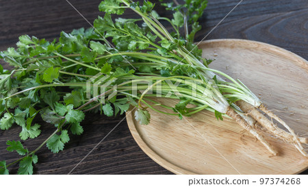 Pakchi (coriander) Pakchi (coriander) 97374268
