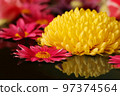 flower flower reflection 97374564