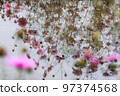 Fall cherry blossom reflection cosmos 97374568