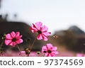 Cosmos and bees 97374569