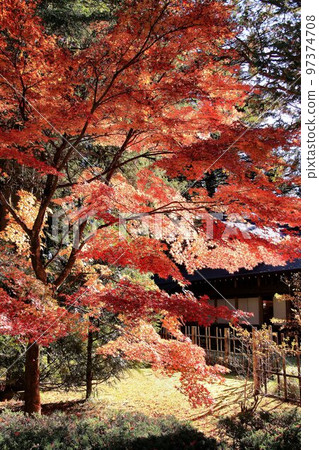 Japanese garden dyed red with autumn leaves Japanese garden dyed red with autumn leaves 97374708