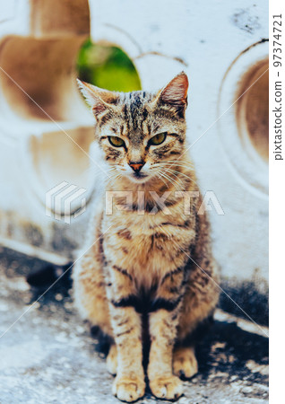 Cat standing in front of the church Dubrovnik Cathedral Cat standing in front of the church Dubrovnik Cathedral 97374721