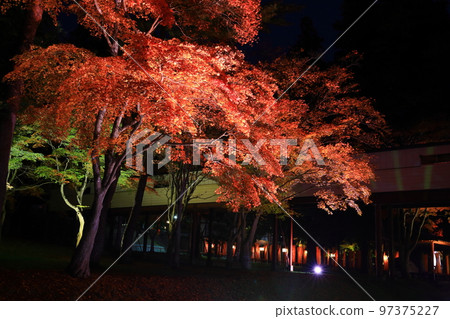 Tono City, Iwate Prefecture, Tono Hachimangu Shrine Illuminated in Autumn Tono City, Iwate Prefecture, Tono Hachimangu Shrine Illuminated in Autumn 97375227
