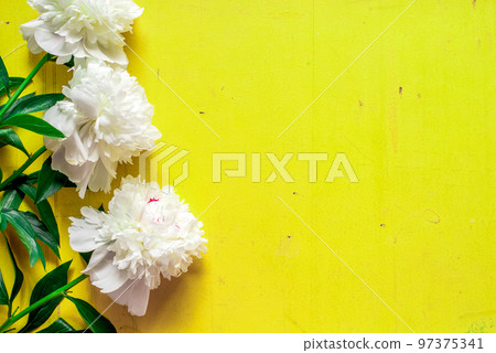 Lone beige white peony on old painted yellow wood grunge background texture for summer. Flat lay, top view with copy space Lone beige white peony on old painted yellow wood grunge background texture for summer. Flat lay, top view with copy space 97375341