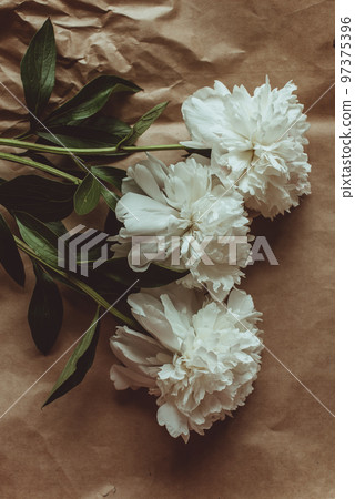 White peonies pattern on craft paper background with copy space, flat lay 97375396