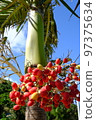 藍天和鮮紅的棕櫚果 97375634