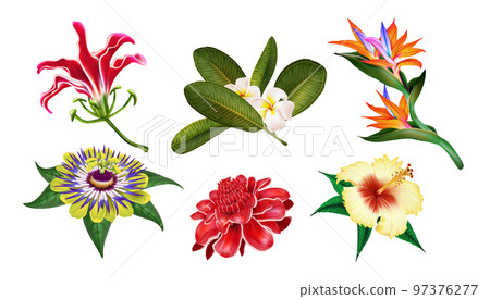Exotic jungle flowers, Hawaiian plants. Bali orchid, Caribbean floral leaf, Indonesia summer party decor. Isolated realistic tropical flora. Decorative elements. Vector collection exact illustration 97376277