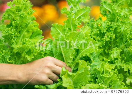 Salad or lettuce leaf growing in garden field, green agriculture organic farm, healthy food for diet. Selective focus Salad or lettuce leaf growing in garden field, green agriculture organic farm, healthy food for diet. Selective focus 97376803