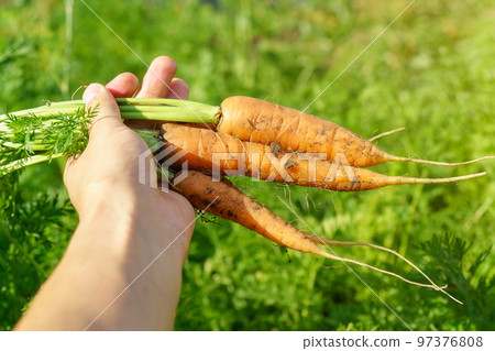 Carrot in hand. A large bunch of carrots in a man hand on the background of the garden. Organic vegetables. Healthy eating 97376808
