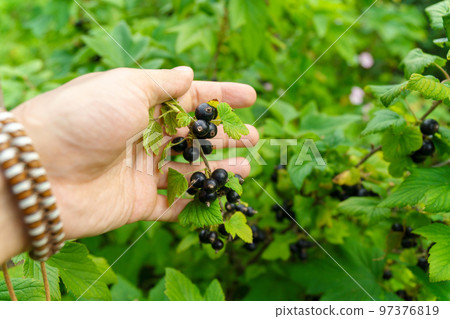 Black currant large berries ripening on stem of plant, Growing currants. Selective focus 97376819
