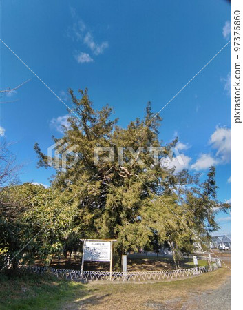 位於靜岡縣濱松市濱北區本澤井的天然紀念物。 97376860