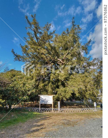 位於靜岡縣濱松市濱北區本澤井的天然紀念物。 97376862
