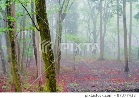 有霧的森林 有霧的森林 97377438