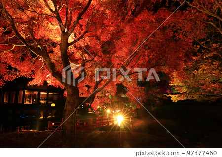 Oshu City, Iwate Prefecture Esashi Fujiwara no Sato Autumn Leaves Illuminated Oshu City, Iwate Prefecture Esashi Fujiwara no Sato Autumn Leaves Illuminated 97377460