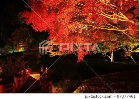 Oshu City, Iwate Prefecture Esashi Fujiwara no Sato Autumn Leaves Illuminated 97377461