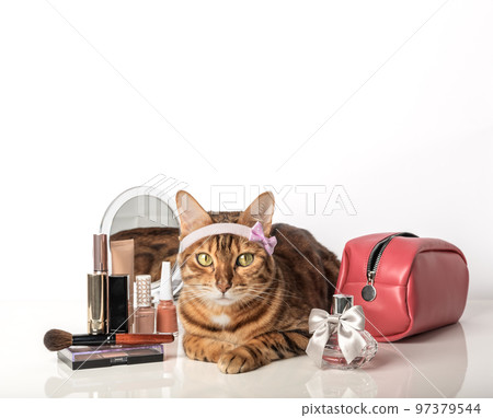 Adorable bengal cat with make-up cosmetics and a mirror 97379544
