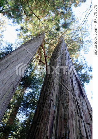 巨大的雪松樹神聖的樹 97379579