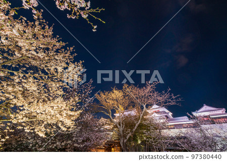 (Ehime Prefecture) Matsuyama Castle night cherry blossoms lit up 97380440