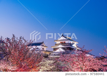 （愛媛縣）松山城夜櫻點亮 97380441