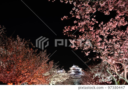 (Ehime Prefecture) Matsuyama Castle night cherry blossoms lit up (Ehime Prefecture) Matsuyama Castle night cherry blossoms lit up 97380447