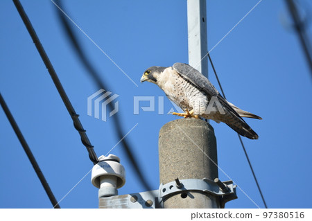 A peregrine falcon perched on a utility pole A peregrine falcon perched on a utility pole 97380516
