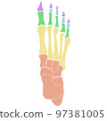 Bones of Foot Color Labeled 97381005