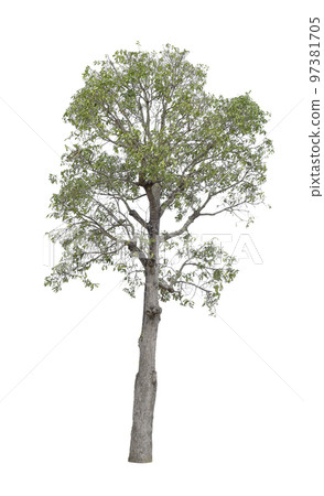 tree on white background isolated tree on white background isolated 97381705