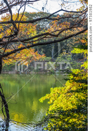 《Aichi Prefecture》Owariasahi City Autumn Aichi Prefectural Forest Park 《Aichi Prefecture》Owariasahi City Autumn Aichi Prefectural Forest Park 97381982