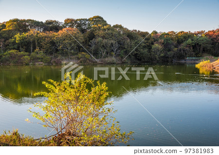 《愛知縣》尾張旭市秋季愛知縣立森林公園 97381983