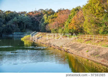 《愛知縣》尾張旭市秋季愛知縣立森林公園 97381985