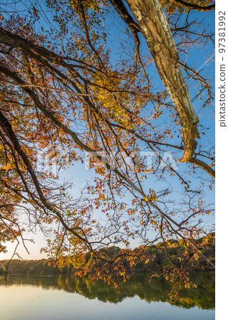 《Aichi Prefecture》Owariasahi City Autumn Aichi Prefectural Forest Park 《Aichi Prefecture》Owariasahi City Autumn Aichi Prefectural Forest Park 97381992