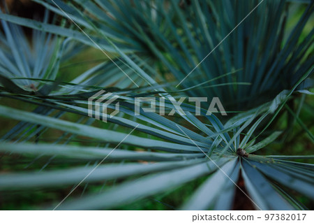 Lines of palm tree leaves, tropical background, natural calm image Lines of palm tree leaves, tropical background, natural calm image 97382017