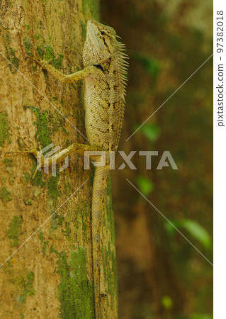 A lizard is climbing on a tree. A lizard is climbing on a tree. 97382018