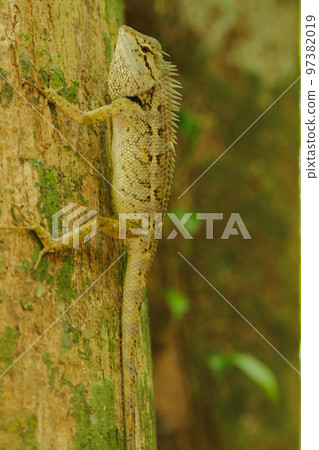 A lizard is climbing on a tree. A lizard is climbing on a tree. 97382019