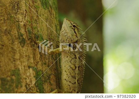 A lizard is climbing on a tree. A lizard is climbing on a tree. 97382020