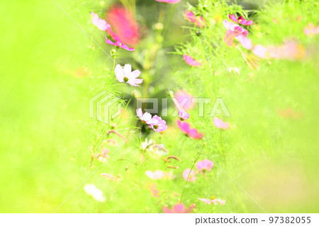 秋天的花朵,秋天的櫻花 秋天的花朵,秋天的櫻花 97382055