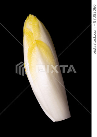 Belgian endive, raw and fresh witloof chicory bud, with slightly bitter leaves. Also witlof, indivia, endivias or chicon. Grown in the absence of light to preserve the pale color and delicate flavor. 97382060