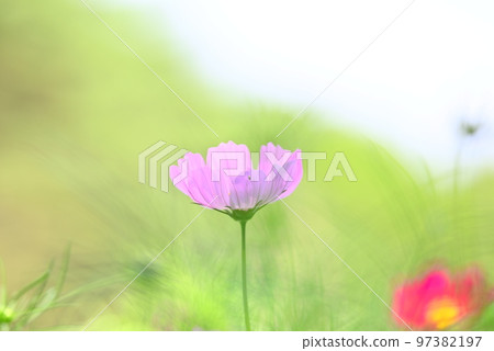 秋天的花朵，秋天的櫻花 97382197