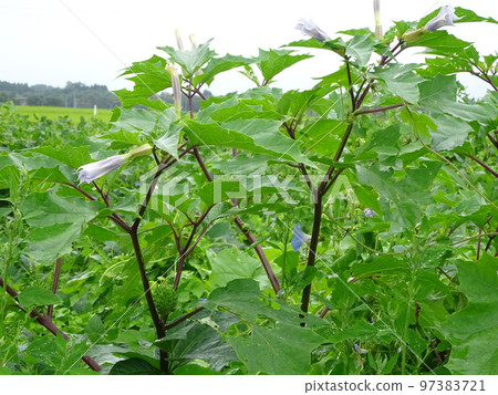 豆田，雜草叢生，牽牛花 97383721