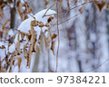 Grass in the snow. Snow covered the grass and bushes. White, crystalline snow on the ground. 97384221