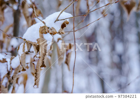 Grass in the snow. Snow covered the grass and bushes. White, crystalline snow on the ground. Grass in the snow. Snow covered the grass and bushes. White, crystalline snow on the ground. 97384221