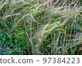 Spikes of wheat. A field of rye. Grain crop in an ear. 97384223