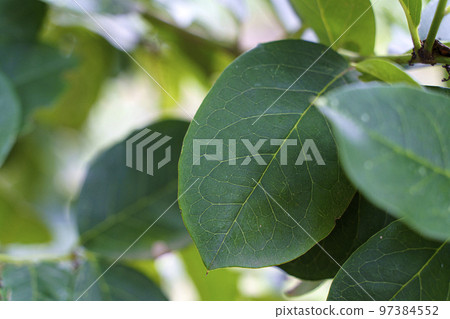 Mate leaf is a plant growing on a farmer's plantation. Traditional Argentinean hot tea drink. Mate leaf is a plant growing on a farmer's plantation. Traditional Argentinean hot tea drink. 97384552
