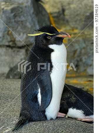 Penguin 97384619